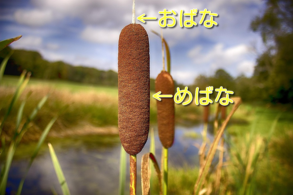 ガマの穂は爆発してやけどする?危険な時期は?食べた方&使い道とアレルギーも紹介! | LaLaLa♪Flashu